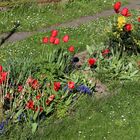 Blick auf das Tulpenbeet