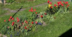 Blick auf das Tulpenbeet