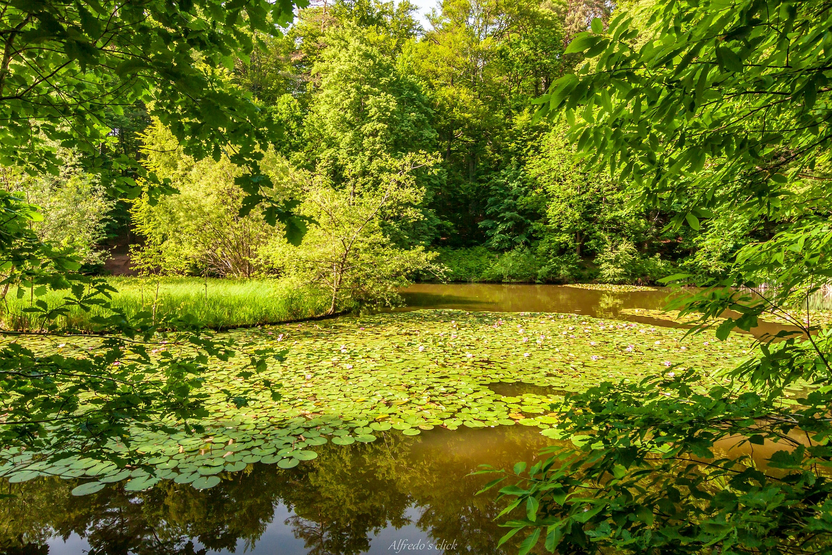 Blick auf dem Kalbsbergweiher in Homburg/Saar*