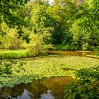 Blick auf dem Kalbsbergweiher in Homburg/Saar*