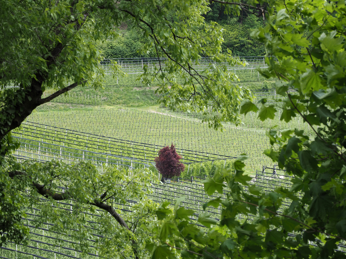 blick auf den baum..