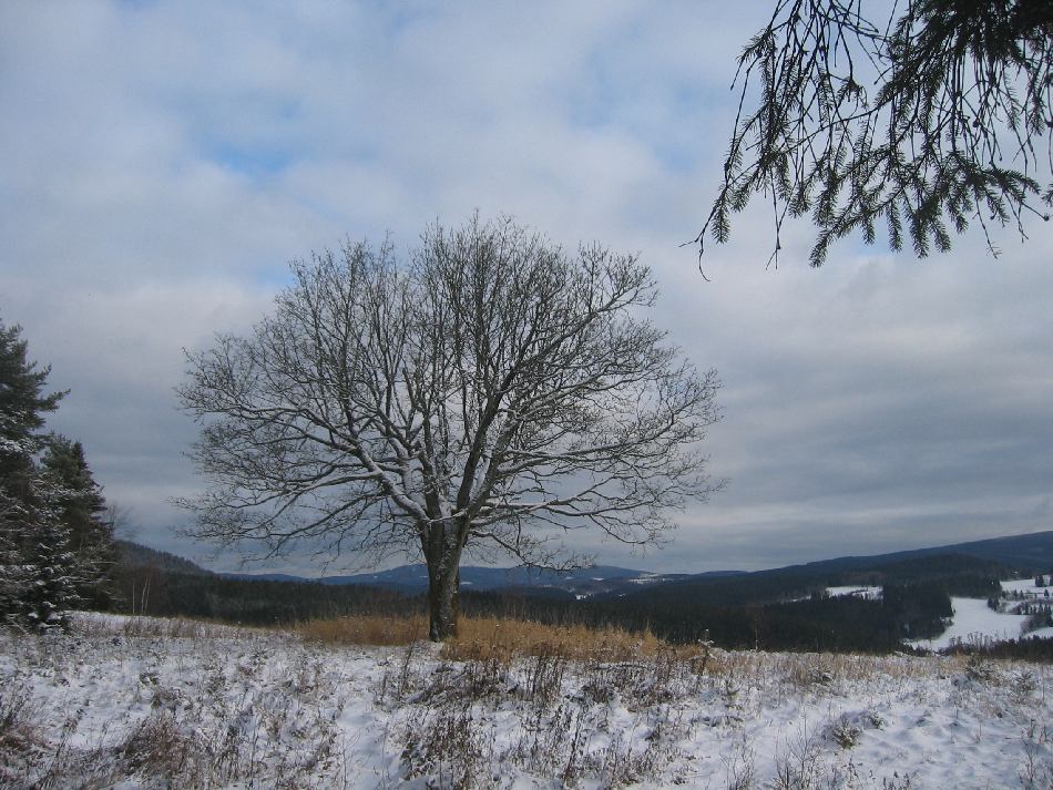 Blick auf den Böhmer Wald