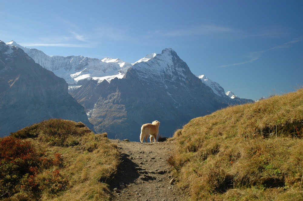 Blick auf den Eiger