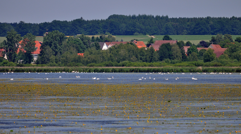 Blick auf den Federsee