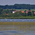 Blick auf den Federsee