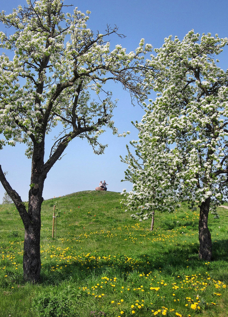 Blick auf den "Gipfel" des Buntzelberges in Berlin