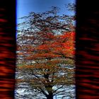 Blick auf den Herbst im Fenster...