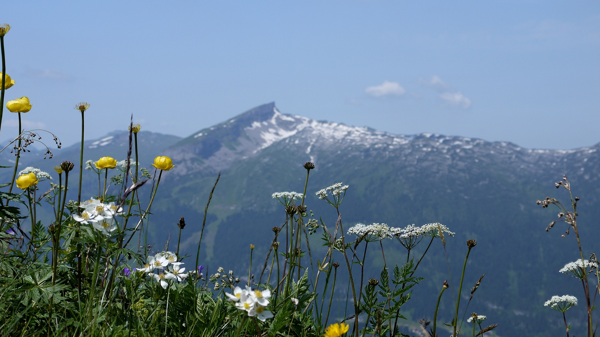 Blick auf den Hohen Ifen...