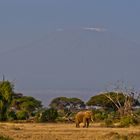 Blick auf den Kili