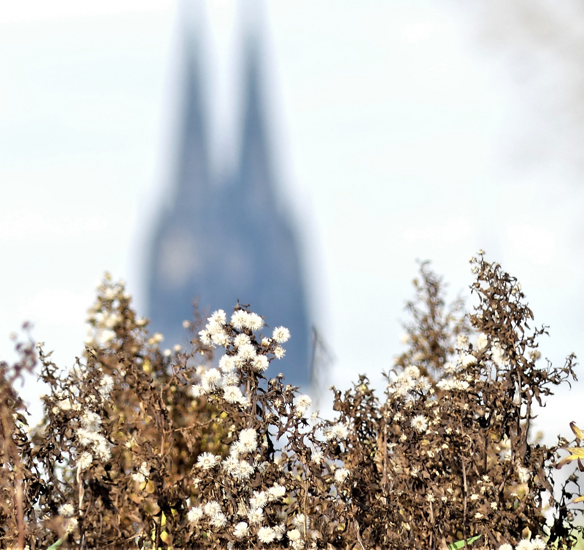 Blick auf den Kölner Dom