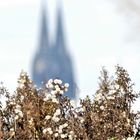 Blick auf den Kölner Dom