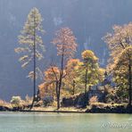 Blick auf den Königsee