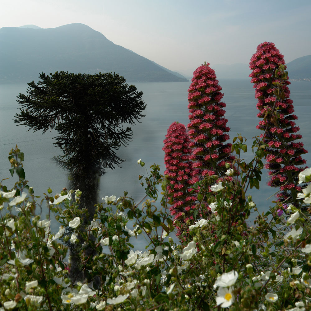 Blick auf den Lago Maggiore