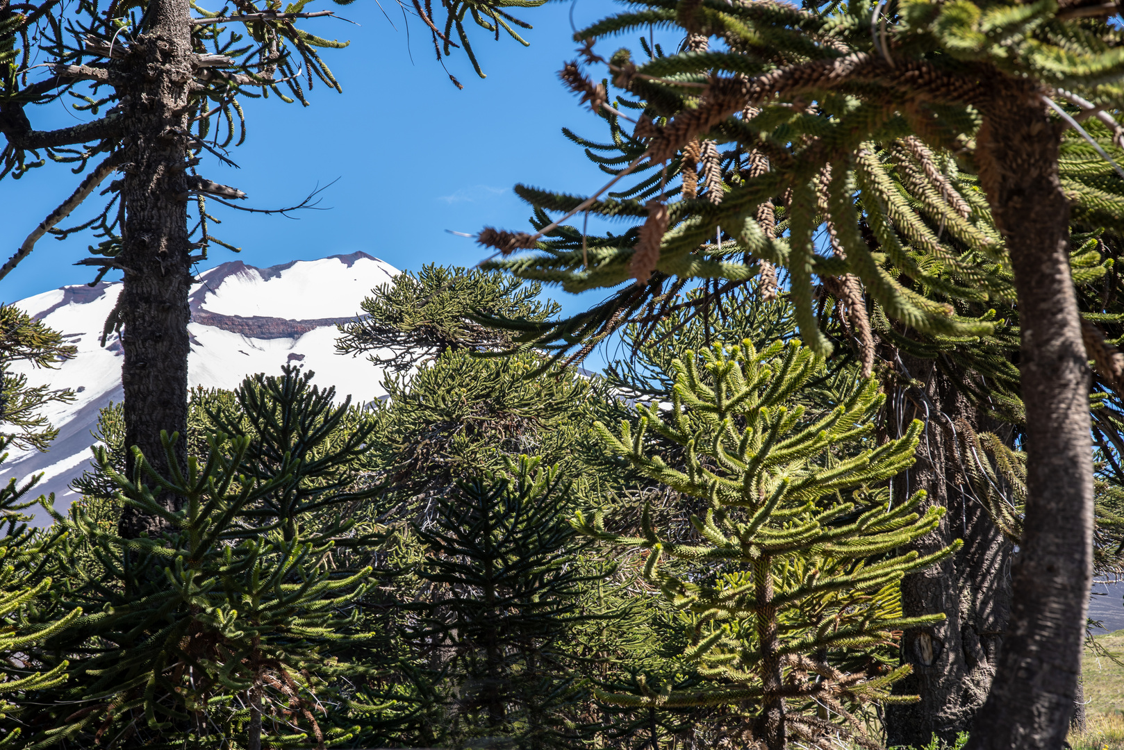 Blick auf den Lonquimay/Chile