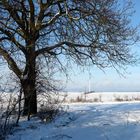 Blick auf den Pfälzer Wald