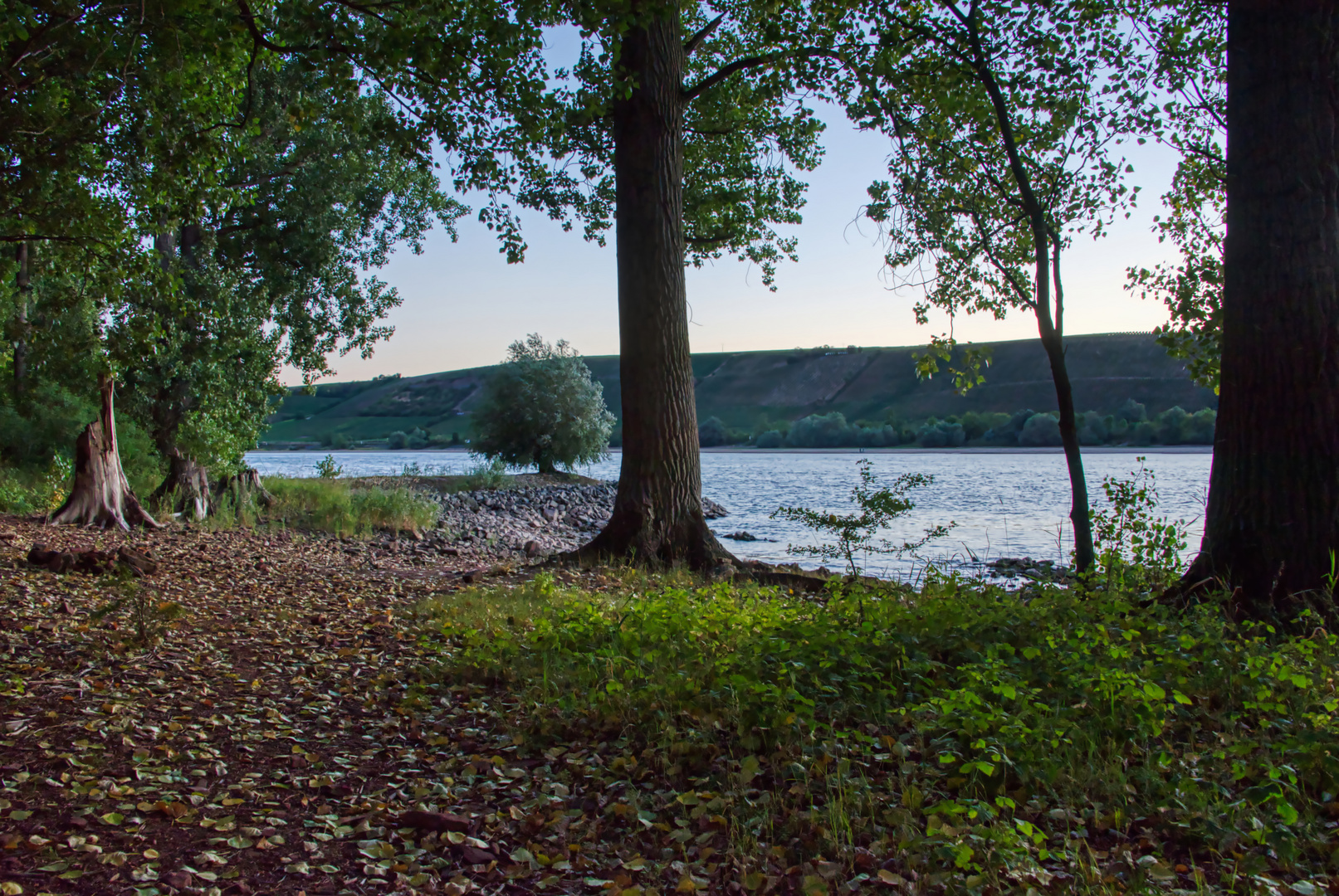 Blick auf den Rhein