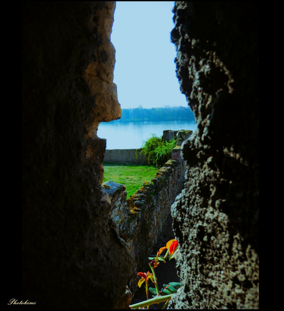 Blick auf den Rhein 