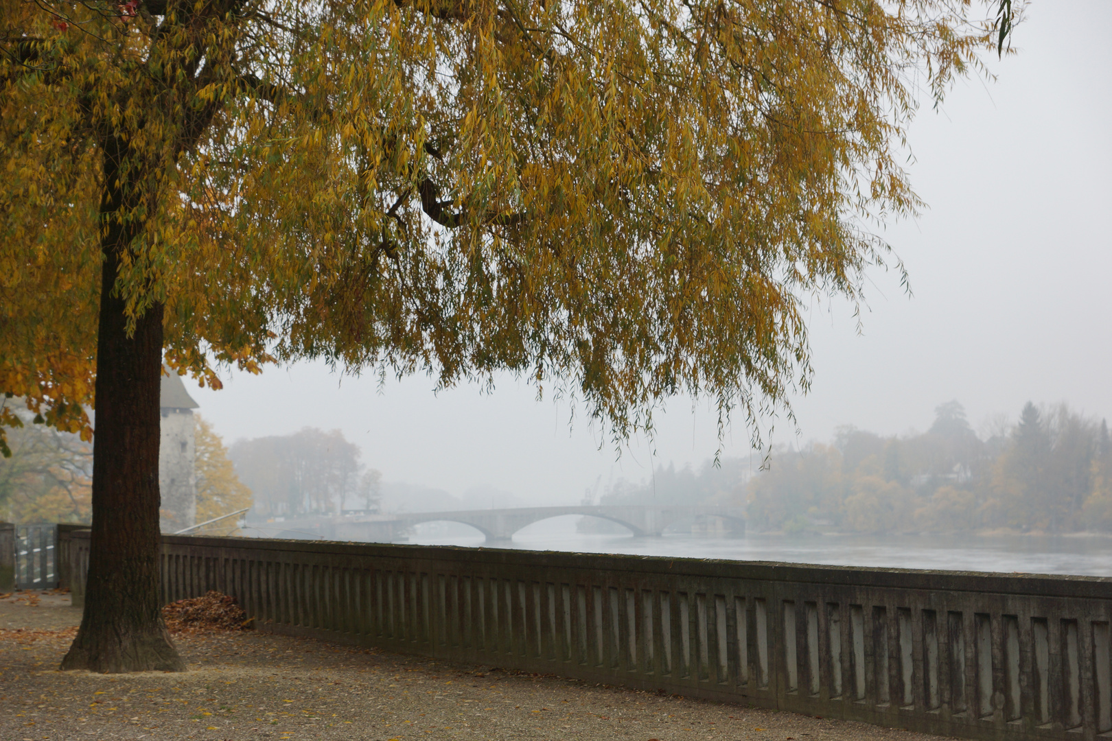 Blick auf den Rhein