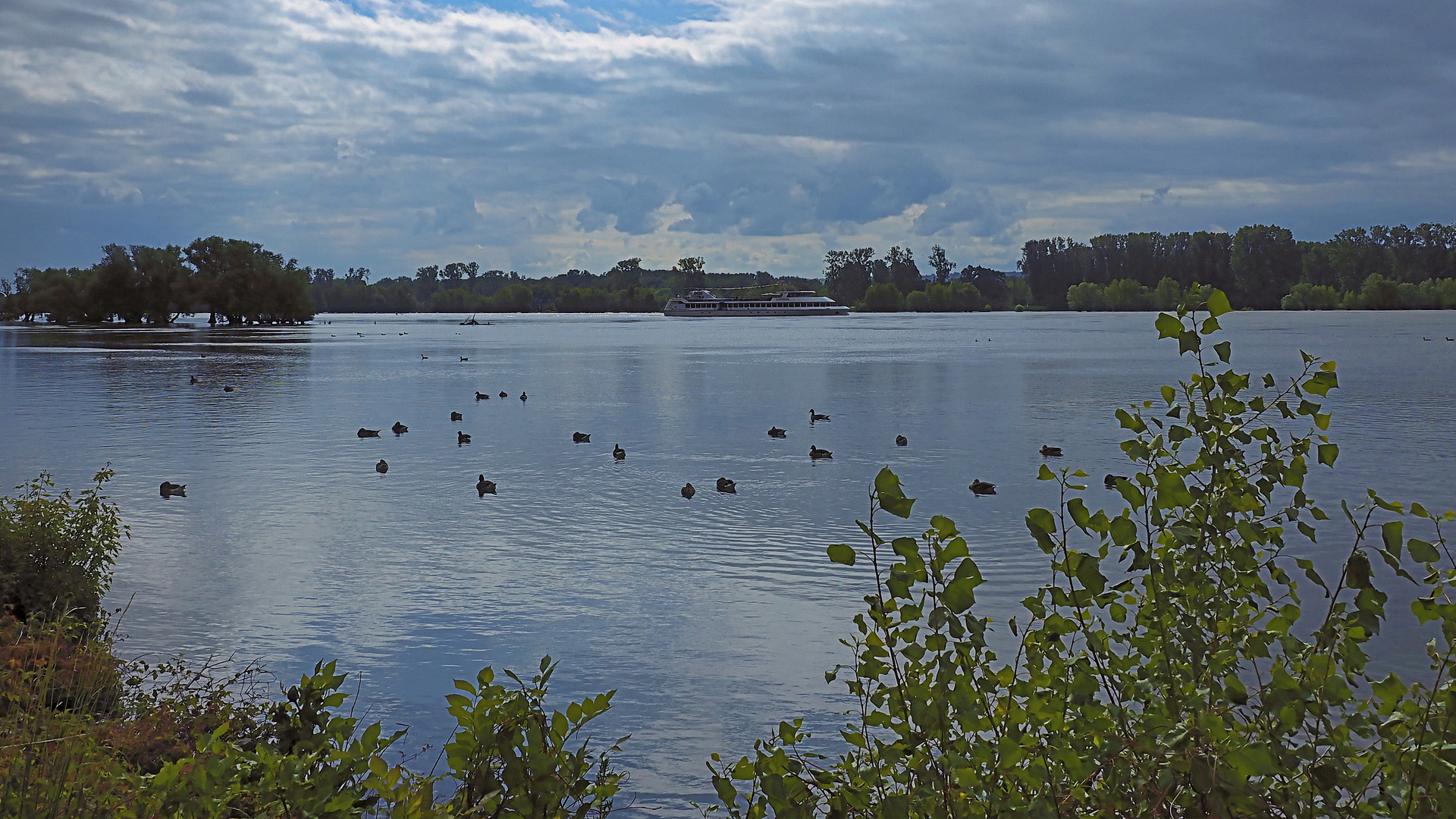 Blick auf den Rhein