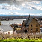 Blick auf den Rhein