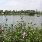 Blick auf den Rhein bei Breisach