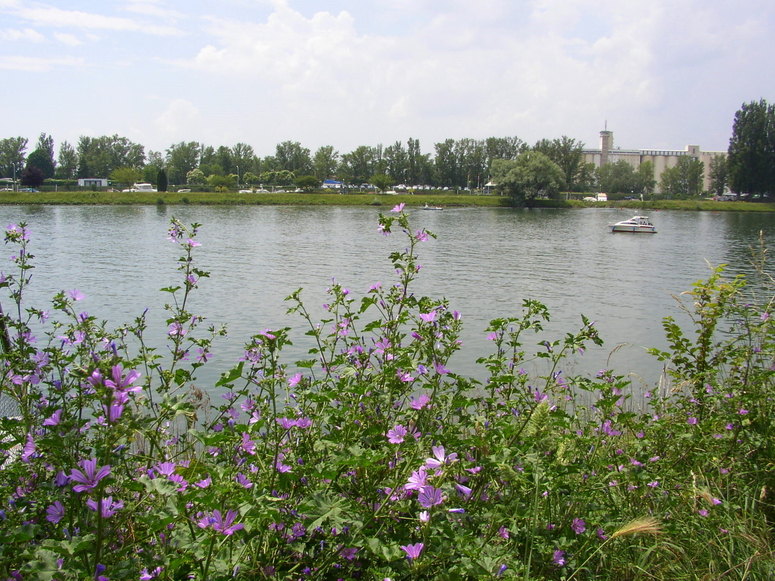 Blick auf den Rhein bei Breisach