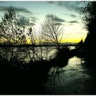 Blick auf den Rhein durch die Ufer Gebüsche