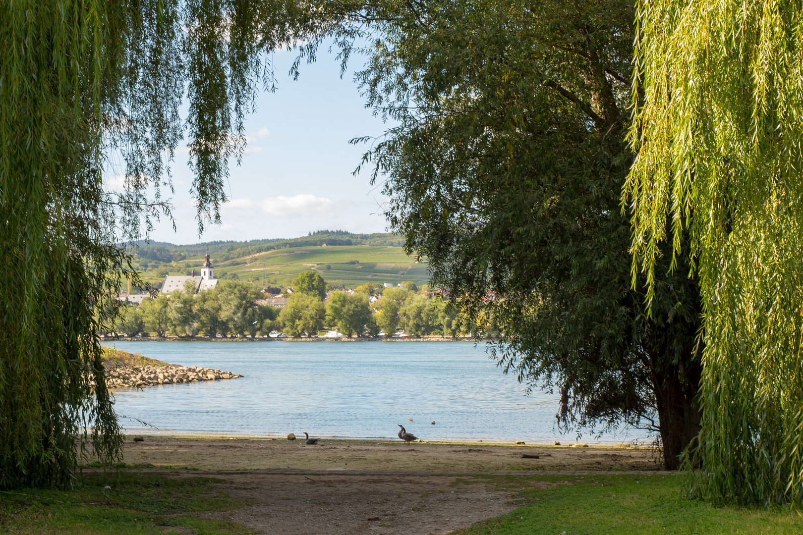 Blick auf den Rheingau,,,