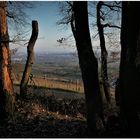 Blick auf den Rheingau im Abendlicht