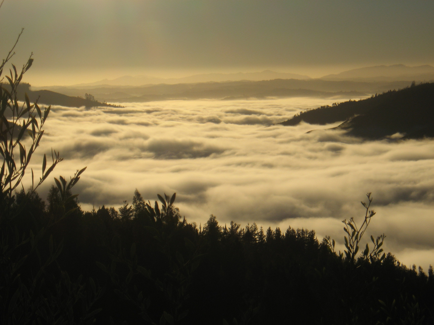 Blick auf den Rio Bio Bio im Morgennebel