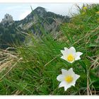 Blick auf den Risserkogel (1.826m)