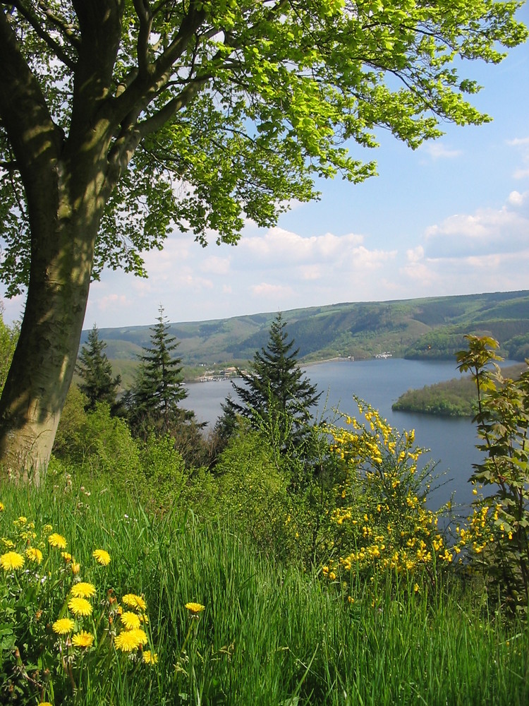 Blick auf den Rursee