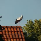 Blick auf den Storchenhorst am Niederwerrieser Weg