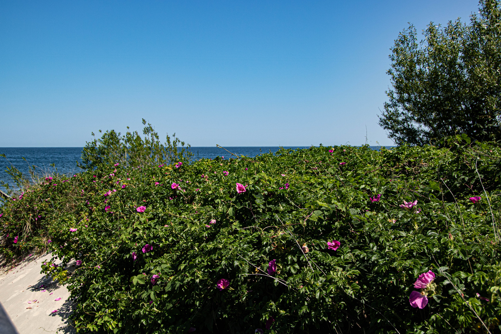 Blick auf den Strand (Usedom)