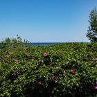 Blick auf den Strand (Usedom)