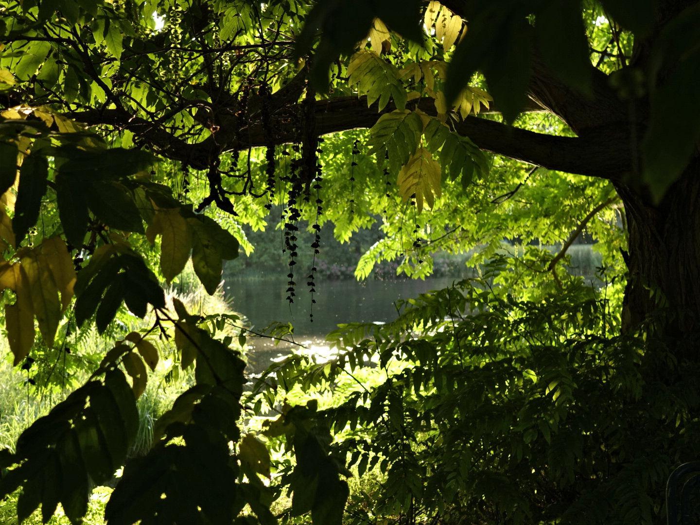 Blick auf den Teich