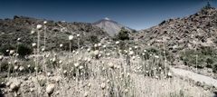 Blick auf den Teide!