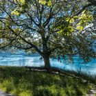 Blick auf den Thunersee