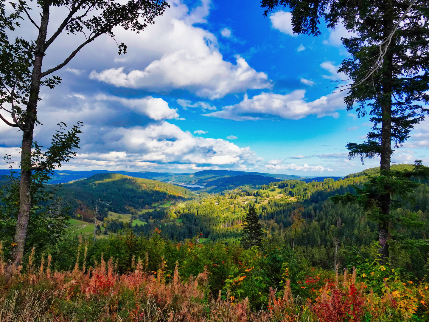 Blick auf den Titisee 