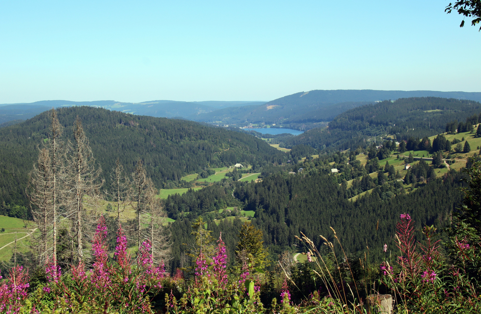 Blick auf den Titisee 