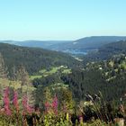 Blick auf den Titisee 