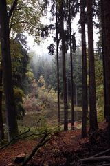 blick auf den Waldsee