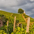 Blick auf den Weinberg von Schloss Wackerbarth