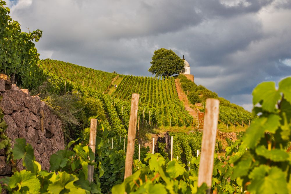 Blick auf den Weinberg von Schloss Wackerbarth