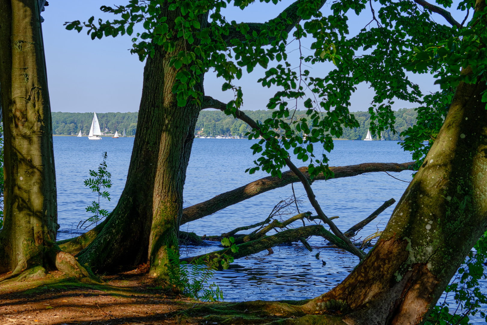 Blick auf den Werbellinsee