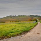 Blick auf den Wißberg von Gau-Weinheim aus