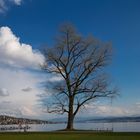 Blick auf den Zürichsee