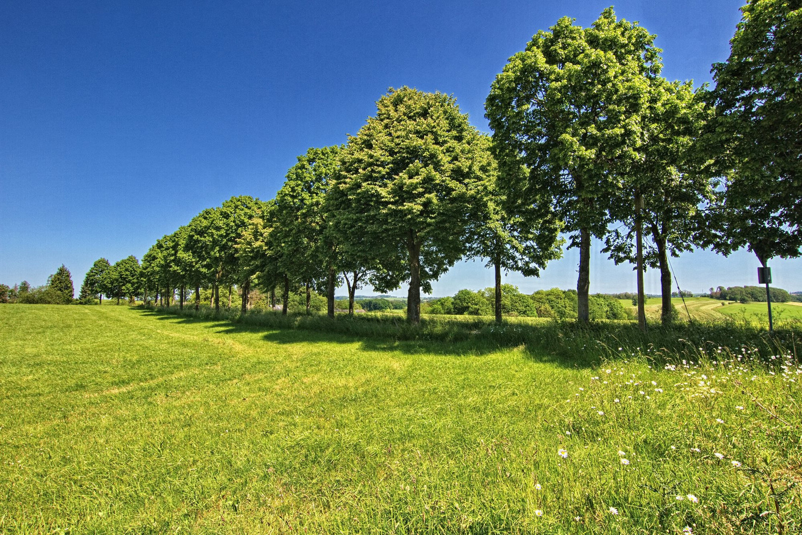 Blick auf die Allee