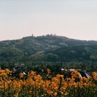 Blick auf die Augustusburg - Sachsen über herrliche Rapsfelder