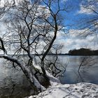 Blick auf die Bäume am Ufer vom Großen Plöner See im Februar 2018